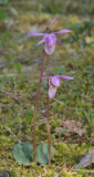 Calypso bulbosa var. bulbosa