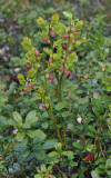 3 berries Vaccinium vitis-idaea in bud Vaccinium myrtillus and Arctostaphylos uva-ursi.