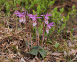 Calypso bulbosa var bulbosa