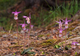 Calypso bulbosa var. bulbosa
