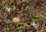 Arctostaphylos alpina