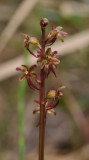 Neottia cordata. Closer.