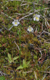 Pinguicula alpina