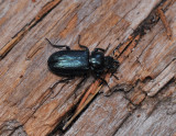 Platycerus caraboides.