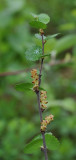 Betula nana subsp. nana. Male branch.