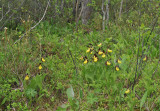 Cypripedium calceolus in habitat.