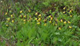 Cypripedium calceolus. Colony.