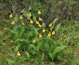 Cypripedium calceolus