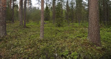 Forestfloor with Trientalis.