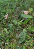 Calypso bulbosa. Fruiting.