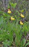 Cypripedium calceolus