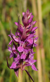 Dactylorhiza incarnata subsp. cruenta. Close-up.