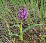 Dactylorhiza incarnata subsp. cruenta. Green leaved form.