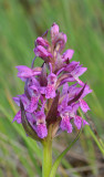 Dactylorhiza incarnata subsp. cruenta. Green leaved form close-up.