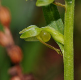 Dactylorhiza viridis. Close-up side.