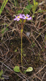 Primula nutans var. jokelae