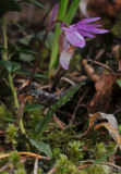 Calypso bulbosa var. bulbosa