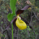 Cypripedium calceolus. Close-up side.