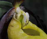 Cypripedium calceolus. Close-up staminodium.