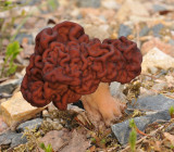 Gyromitra esculenta