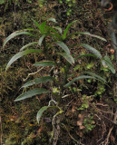 Angraecum floribundum