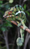 Chameleo pardalis