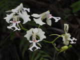 Cryptopus elatus. Red spots. Closer.