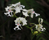 Cryptopus elatus. Red spots. Closer.