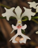 Cryptopus elatus. Red spots. Close-up.