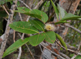 Sapindaceae sp.