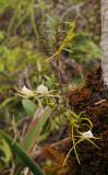 Angraecum expansum