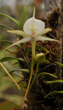 Angraecum expansum. Close-up.