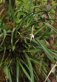 Jumellea stenohylla