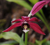 Phaius pulchellus. Closer.