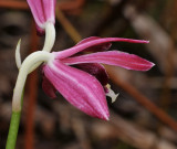 Phaius pulchellus. Close-up side.