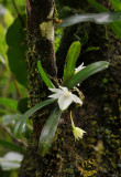 Angraecum cuculatum