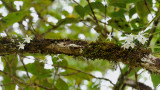 Angraecum cuculatum