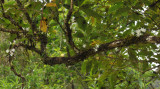 Angraecum cuculatum