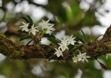 Angraecum cuculatum