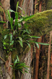 Bulbophyllum variegatum