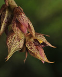 Bulbophyllum variegatum. Closer.