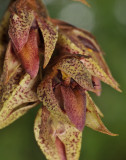Bulbophyllum variegatum. Close-up.