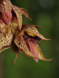 Bulbophyllum variegatum. Close-up.