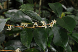 Coffea mauritiana. Closer.