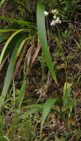 Spathoglottis plicata