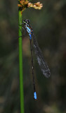Coenagriocnemis reuniense