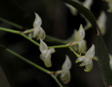 Angraecum cordemoyi. Closer.