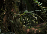 Angraecum cordemoyi