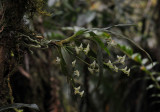 Angraecum cordemoyi