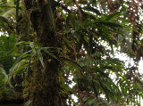 Angraecum sp. Foret de Bebour.